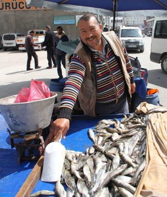 İnci Kefali Yasağı Yarın Başlıyor