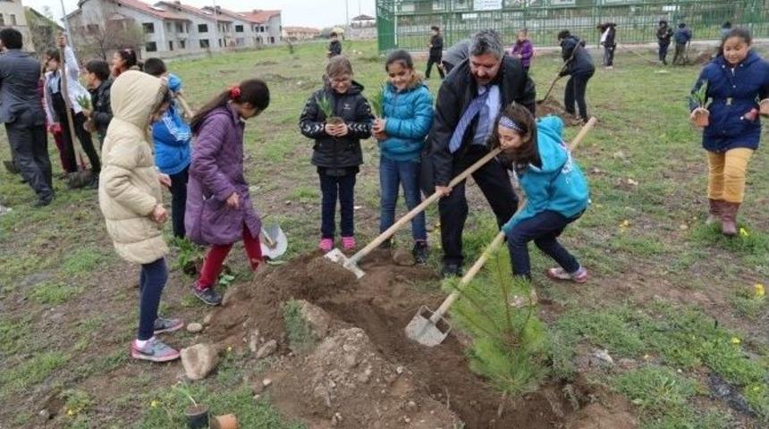 4000 Adet &Ccedil;am İle &Ccedil;ınar Fidanları Toprakla Buluştu