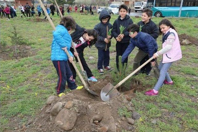 4000 Adet Çam İle Çınar Fidanları Toprakla Buluştu