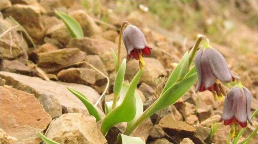 Nesli Tehlike Altında Olan T&uuml;rler İ&ccedil;in Yol Haritası Belirleniyor