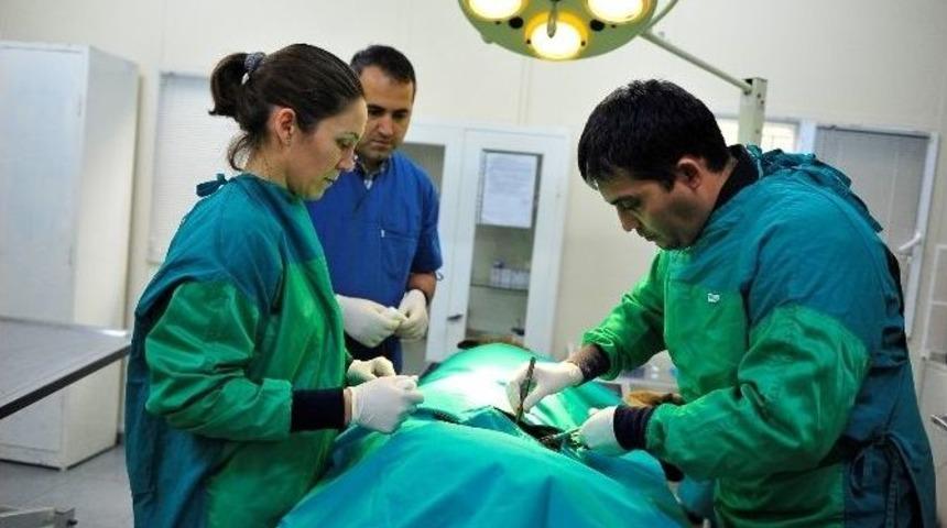 Sokak Hayvanlarına Yıldırım Şefkati