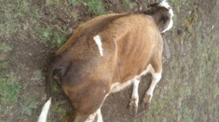 &Ccedil;ermik&rsquo;te &lsquo;şap&rsquo; Karantinası