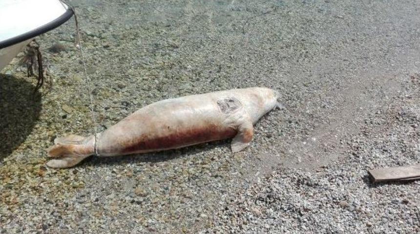 Nesli T&uuml;kenmekte Olan Fok Bodrum Kıyılarına Vurdu