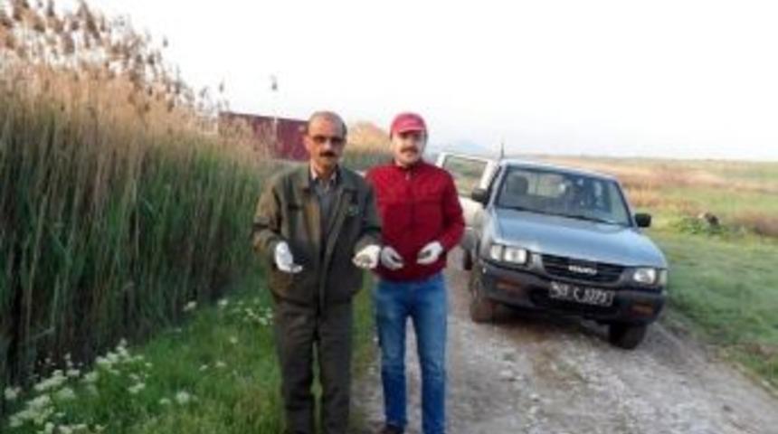 Salihli&rsquo;de Tilkilere Y&ouml;nelik Aşı Tablet Uygulaması