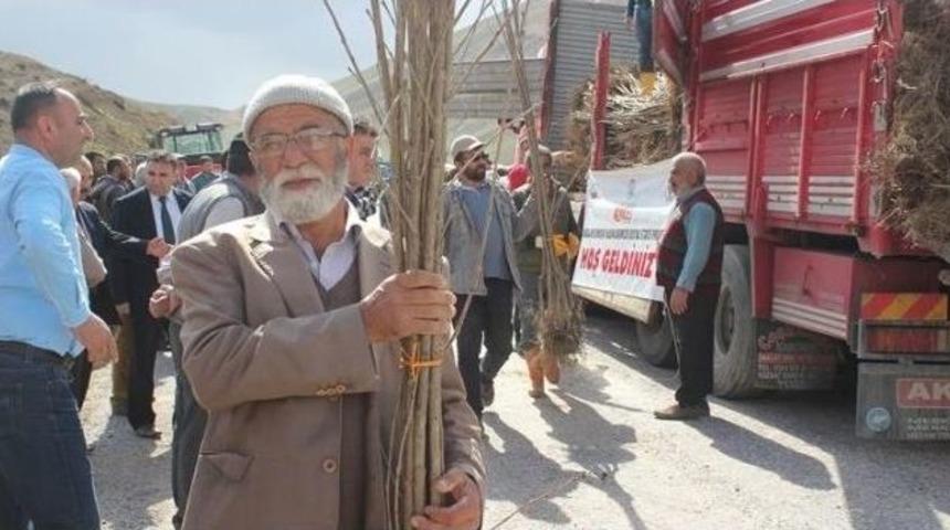 Kadın &Ccedil;ift&ccedil;ilere 3 Bin 100 Adet Kiraz Fidanı Dağıtıldı