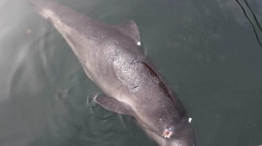 Yavru Yunusu Av Tüfeğiyle Vurdular