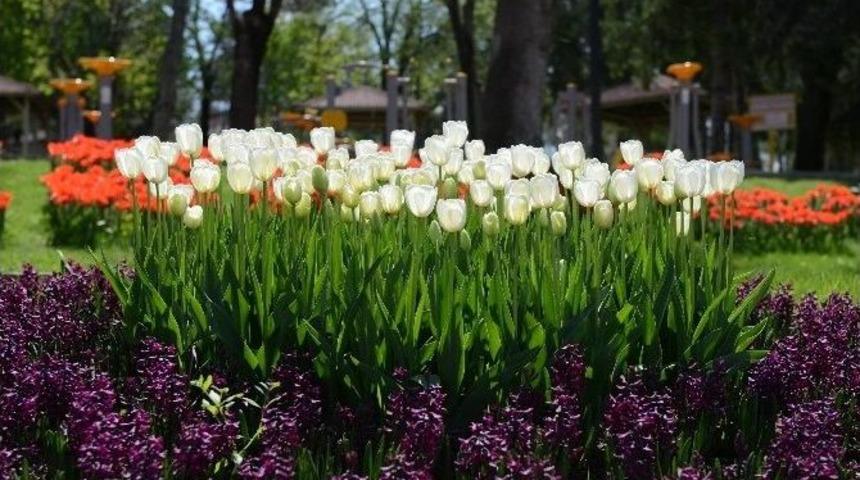 &Ccedil;orum&rsquo;da Laleler A&ccedil;tı