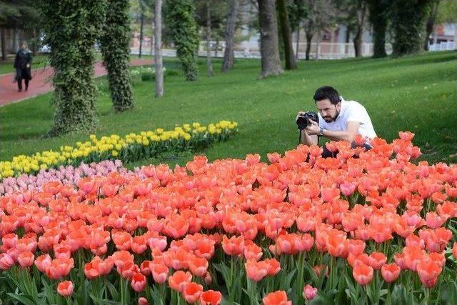 Çorum’da Laleler Açtı