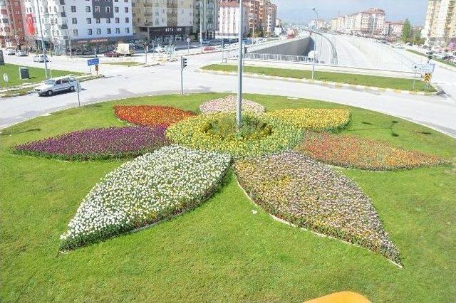 Çorum’da Laleler Açtı