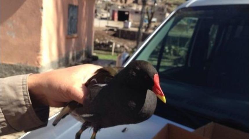 Yaralı Saz Horozu Tedavi Altın Alındı