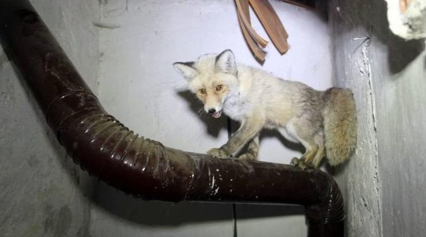 Eve Giren Tilki D&ouml;rd&uuml;z Doğurdu