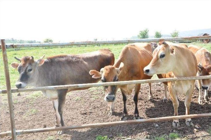 (özel Haber) Sütün Matematiğini Hesapladı G1