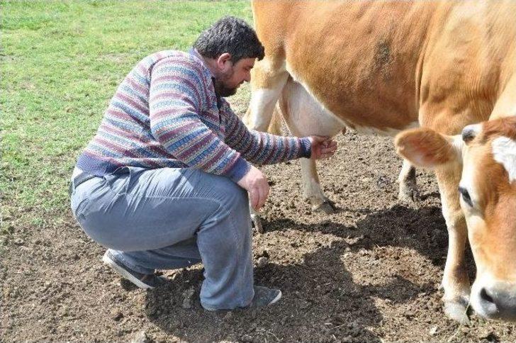 (özel Haber) Sütün Matematiğini Hesapladı G2