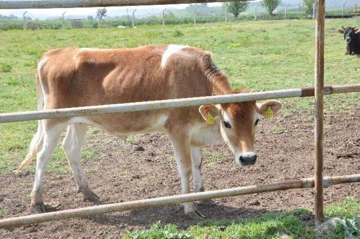 (özel Haber) Sütün Matematiğini Hesapladı G3