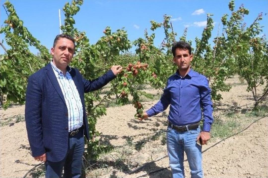 Mersin&rsquo;de Erkenci Kayısı Hasadı 15 G&uuml;n &Ouml;nce Başladı