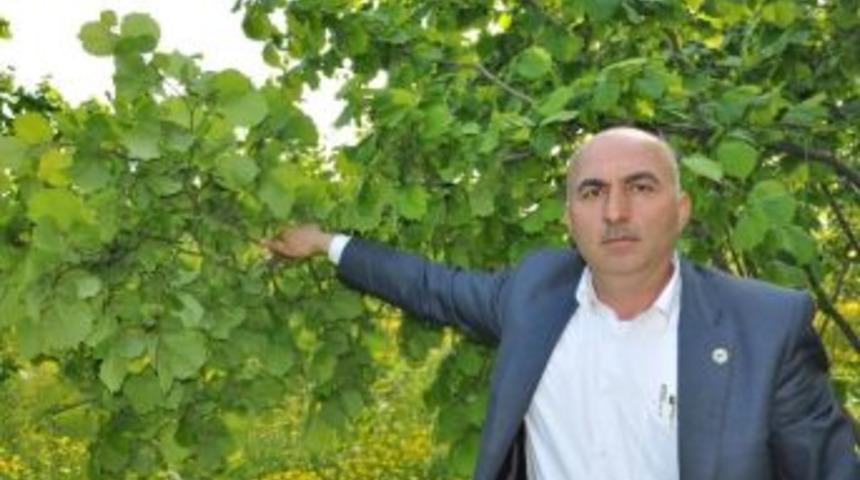 G&uuml;lal: &ldquo;emanete Verilen Fındıklar Geri İstenmeli&rdquo;