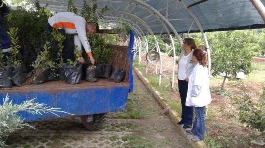 Aosb, Sanayicilere 3 Bin 500 Fidan Dağıttı