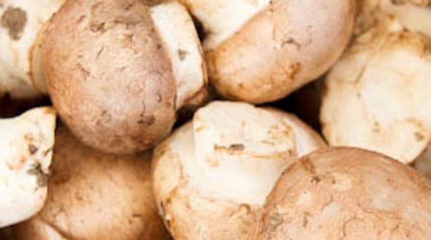 Mantar, meme ve prostat kanserinden korunmada etkili