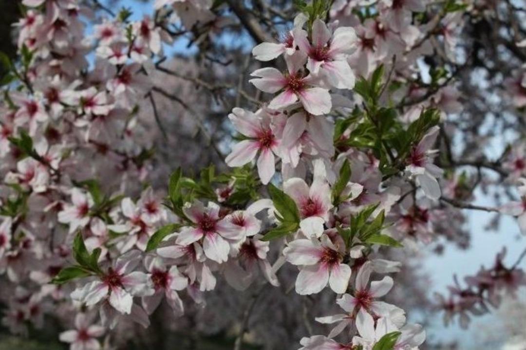 Akdamar Adası &Ccedil;i&ccedil;ek A&ccedil;tı