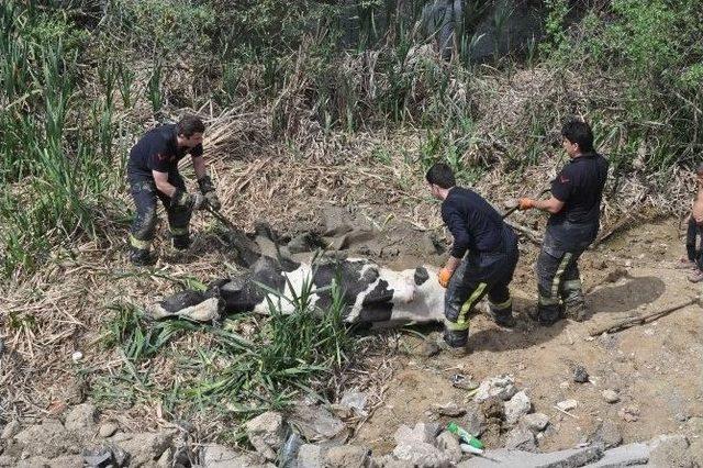 İkinci Defa Bataklığa Saplanan İnek İçin Seferberlik