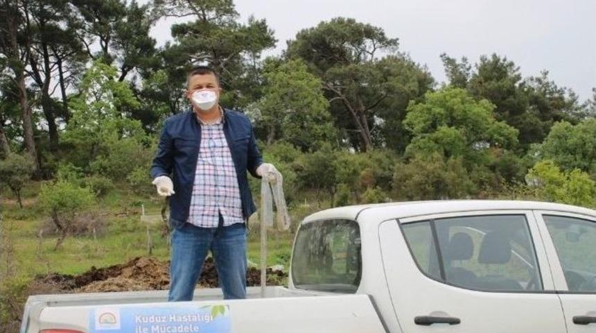 Tilkilere Kuduz Aşısı