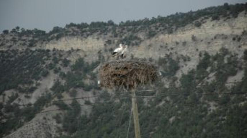 Han&ouml;n&uuml; İl&ccedil;esinde Leyleklere B&uuml;y&uuml;k İlgi