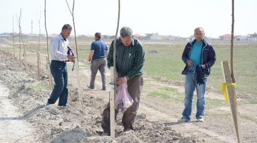 Yenikent&rsquo;te 6 Bin Fidan Toprakla Buluşturuldu