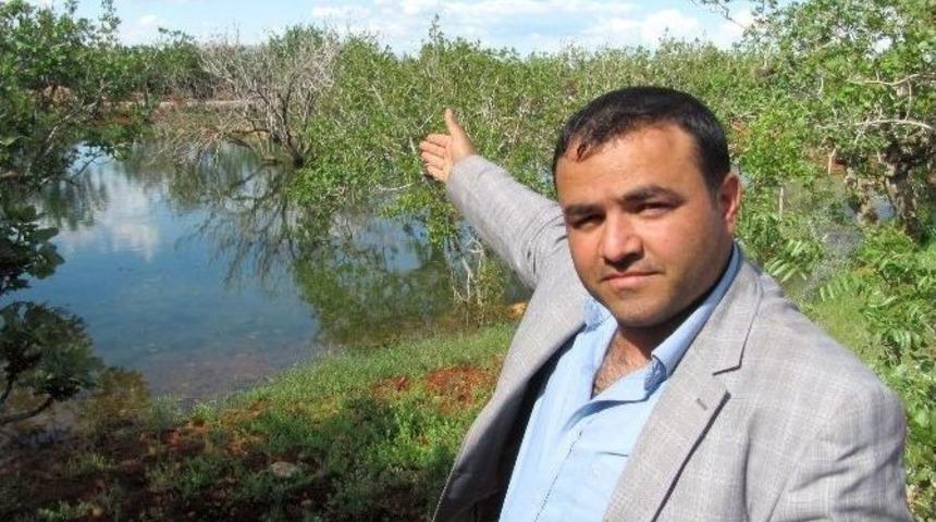 Gaski İ&ccedil;me Suyu Fıstık Ağa&ccedil;larını Kuruttu