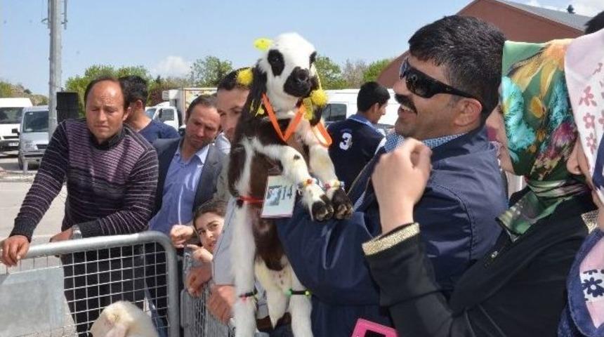 Malatya&rdquo;da En İyi Kuzu Yarışması Yapıldı