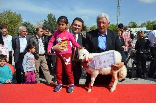 Malatya”da En İyi Kuzu Yarışması Yapıldı