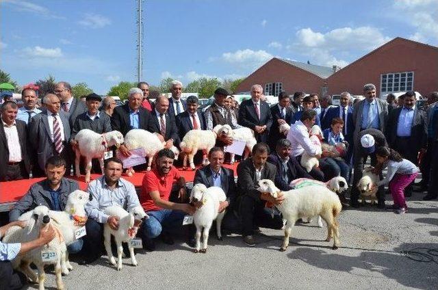 Malatya”da En İyi Kuzu Yarışması Yapıldı