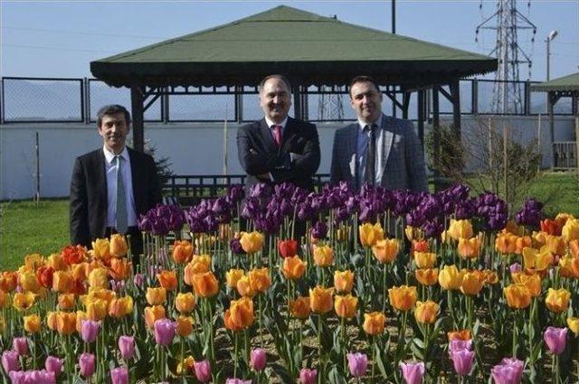 Sinop Üniversitesi’nde Lale Devri