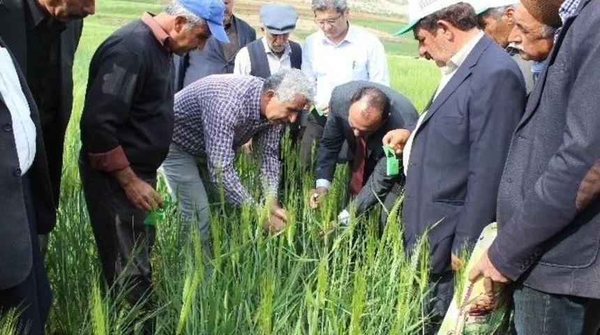 S&uuml;ne İle M&uuml;cadele Başladı