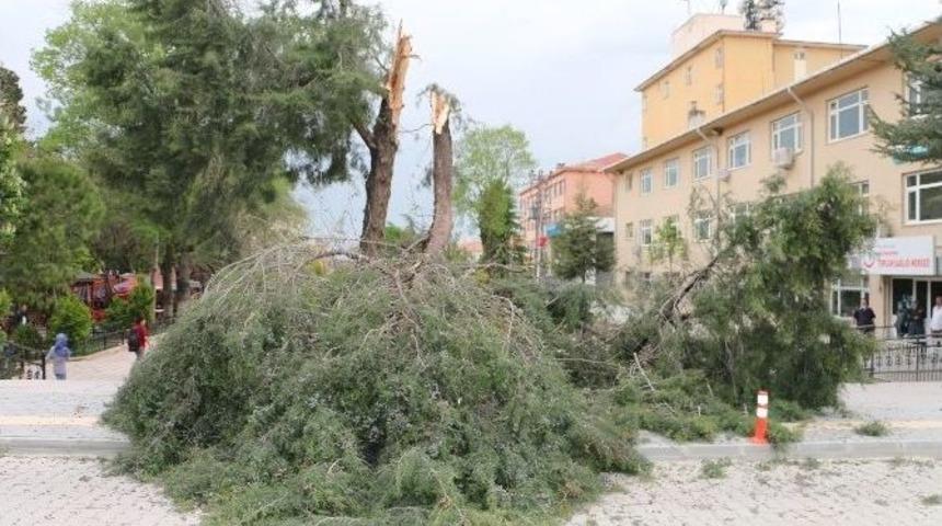 Şiddetli R&uuml;zgar Ağa&ccedil;ları K&ouml;k&uuml;nden S&ouml;kt&uuml;