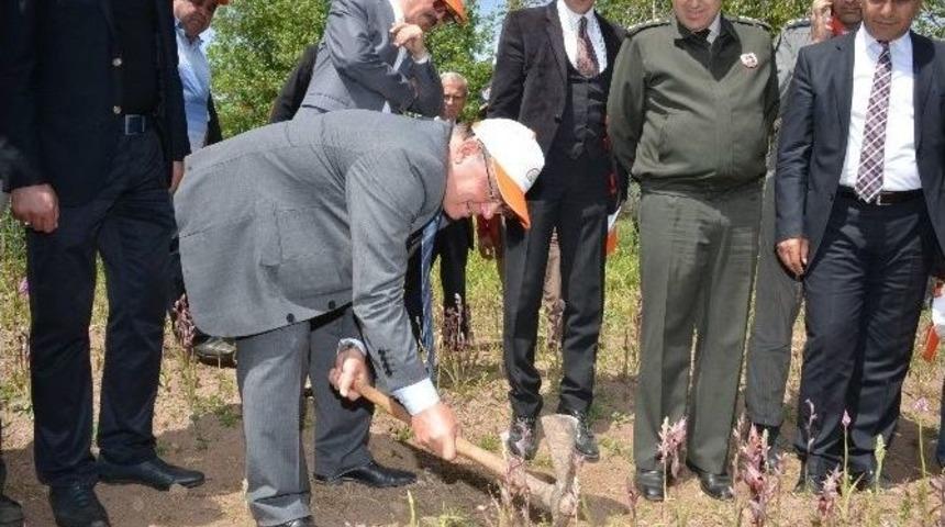 Salep Hasadı Başladı