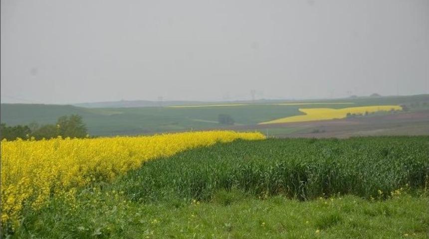 Kanola Tarlalaları &Ccedil;orlu&rsquo;yu Sarıya Boyadı