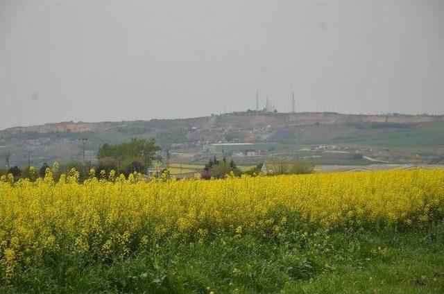 Kanola Tarlalaları Çorlu’yu Sarıya Boyadı