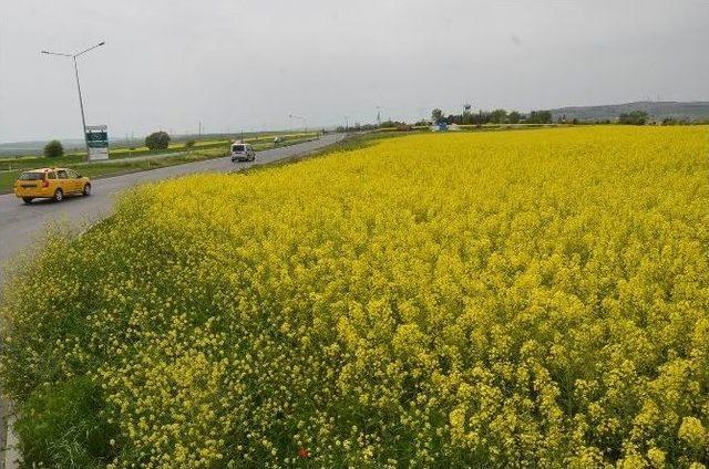 Kanola Tarlalaları Çorlu’yu Sarıya Boyadı