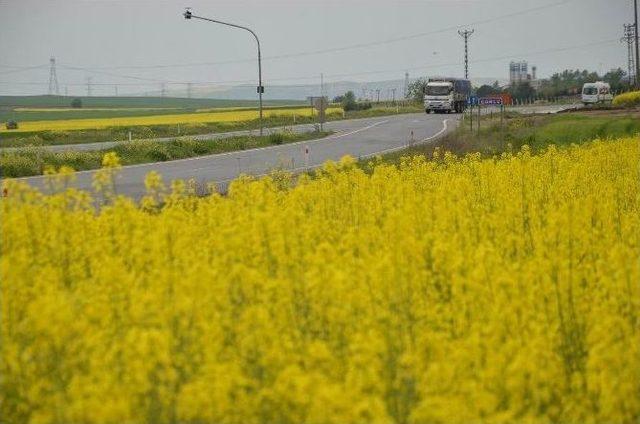 Kanola Tarlalaları Çorlu’yu Sarıya Boyadı