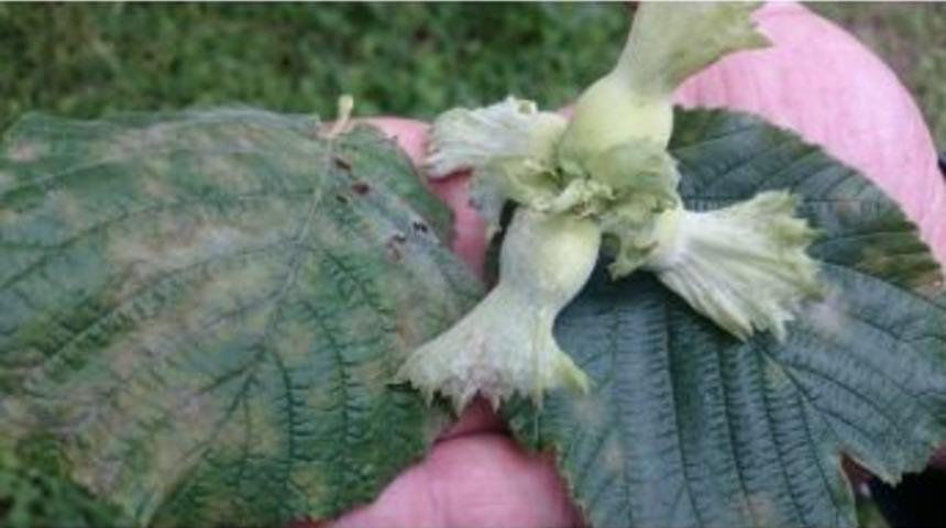 Fındıkta Küllenme Uyarısı