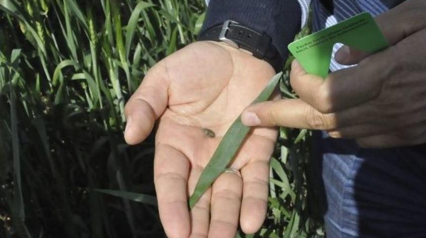 Kahta İl&ccedil;esinde S&uuml;ne İle M&uuml;cadele Başladı