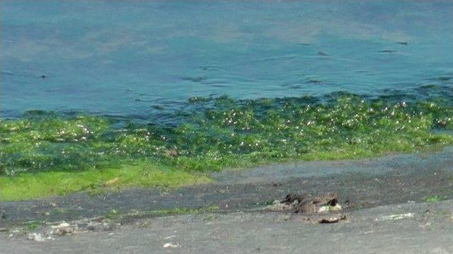 Karadeniz’de Yosun Ölümleri Yaşanıyor