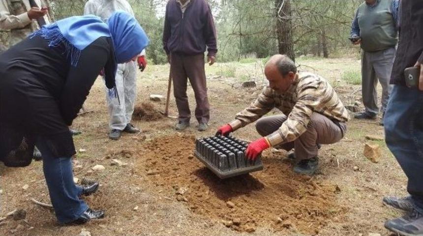 Korkuteli Ormanlarına Terminat&ouml;r B&ouml;cekler Salındı