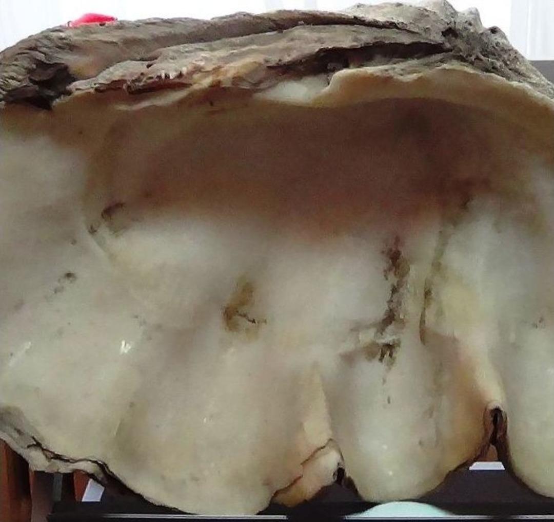 1 Milyon Yıllık Tridacna Maxima Fosili M&uuml;zede