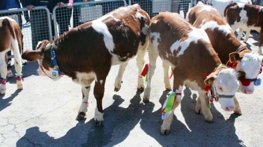 En İyi Buzağı Yarışması Yapıldı