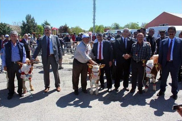 En İyi Buzağı Yarışması Yapıldı