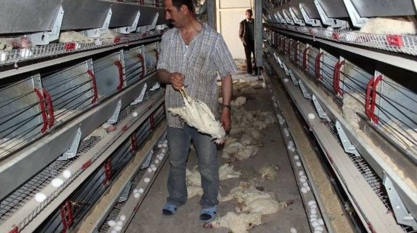 Elektrik Gitti, Tavuklar Telef Oldu