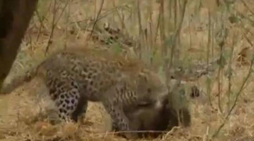 Leoparın akılalmaz intikamı