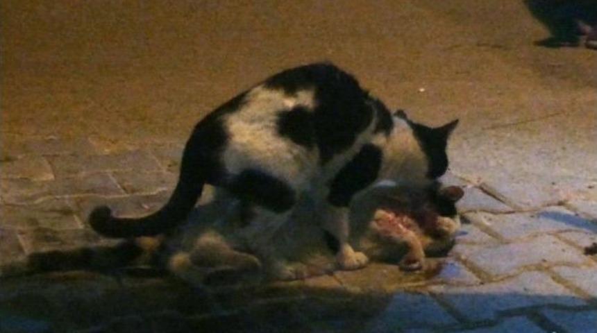 &Ccedil;arpıp Ka&ccedil;an Vicdansız S&uuml;r&uuml;c&uuml;ye Kediden Ders