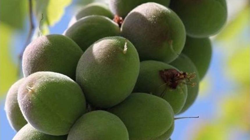 Erik, &Uuml;reticinin Y&uuml;z&uuml;n&uuml; G&uuml;ld&uuml;r&uuml;yor